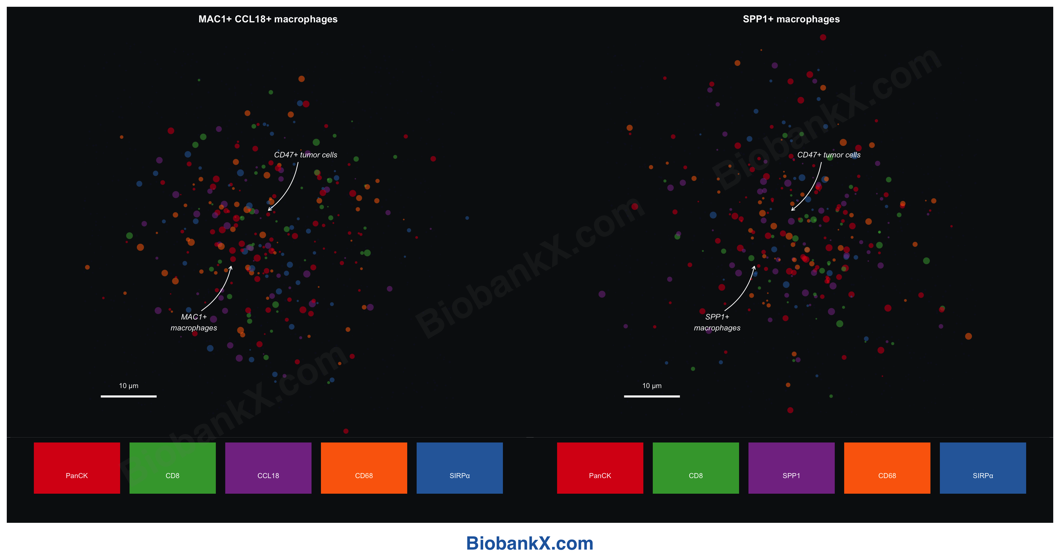 荧光显微镜模拟
